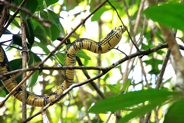 Cainana no arvore